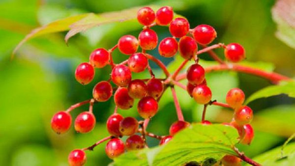 古代没辣椒怎么吃辣味