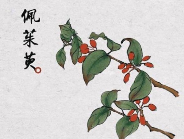 古代没辣椒怎么吃辣味