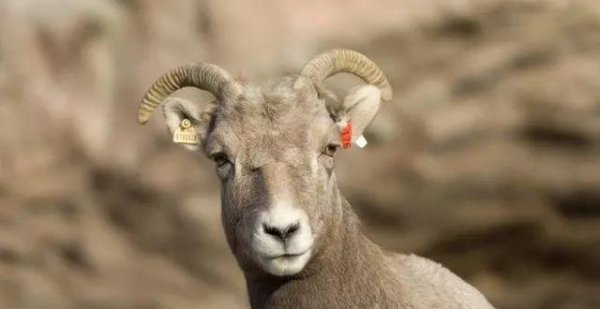 为什么属羊的人命不好