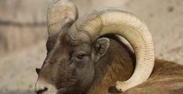 为什么属羊的人命不好