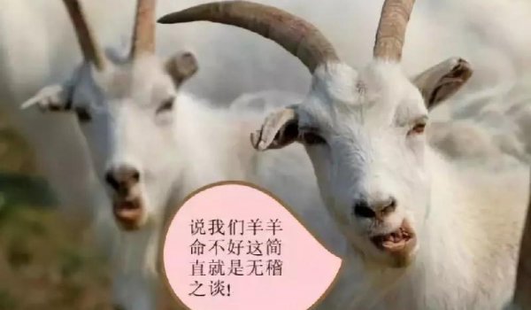 为什么属羊的人命不好