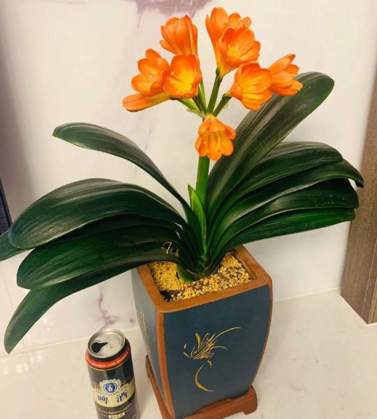 小飞虫怎么消灭最简单的方法