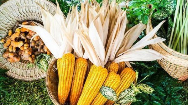 玉米一次性肥料哪个好