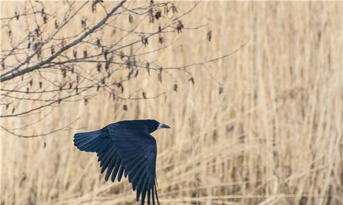 所有乌鸦都是全黑的吗
