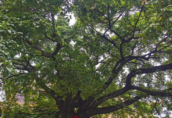 成都昭觉寺有什么说法