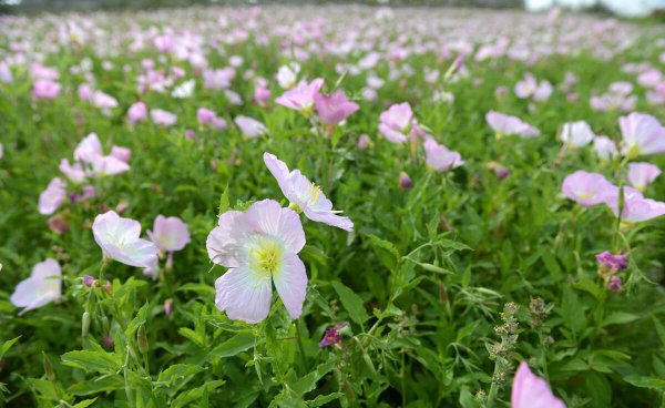 三七是什么节日