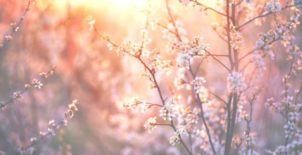 三七是什么节日