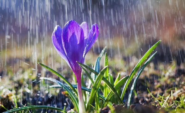 三七是什么节日