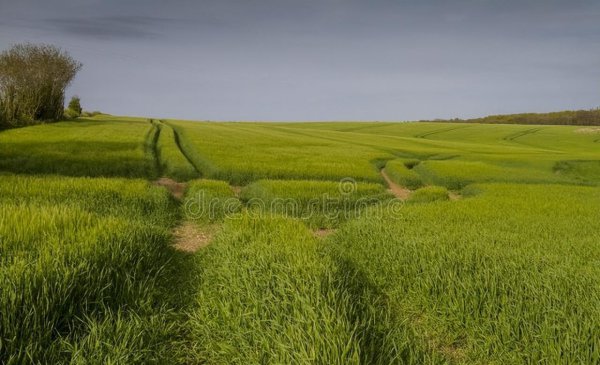 三七是什么节日