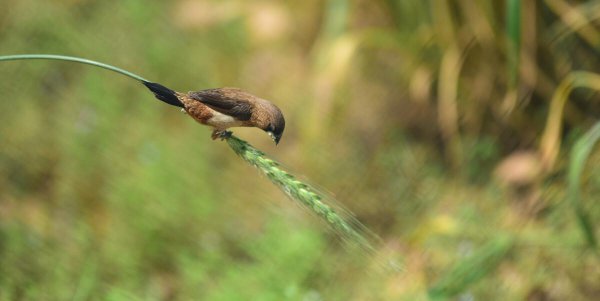 三七是什么节日