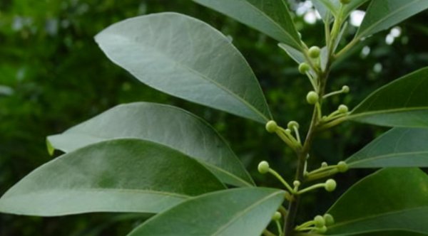初中生物怎么学才能提高成绩