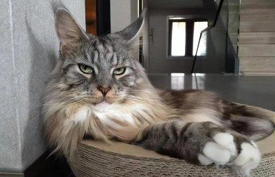 养缅因猫很烧钱吗 为什么不建议养缅因猫的原因有哪些