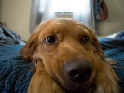 狗死后怎么处理最好 家中爱犬不幸去世该如何妥善安葬