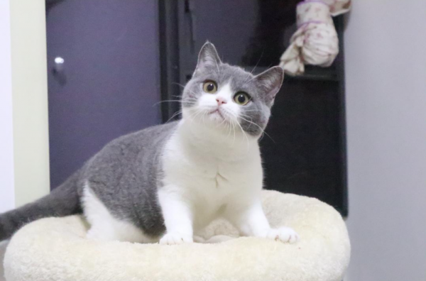 不纯的蓝猫有什么特点