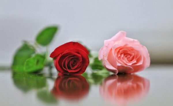 张爱玲六句话道尽爱情