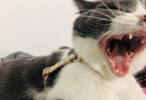 英短蓝猫寿命一般多少年