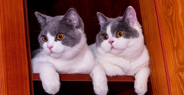 英短蓝猫寿命一般多少年