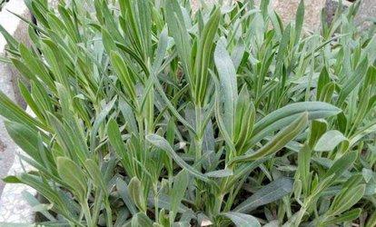 面条菜俗称什么菜