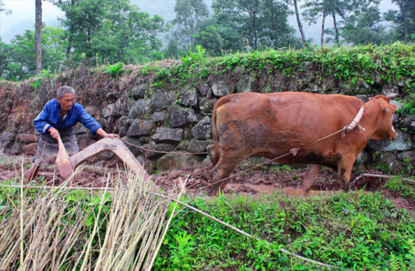 臧克家被誉为什么