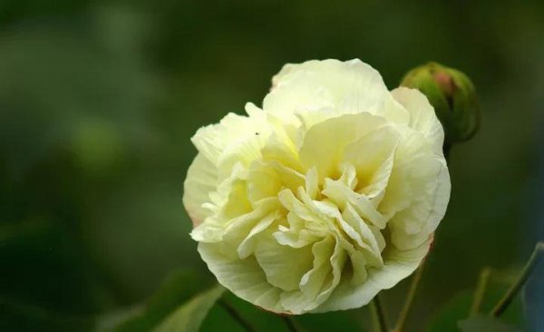 芙蓉国里尽朝晖全诗解析