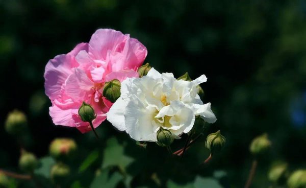 芙蓉国里尽朝晖全诗解析
