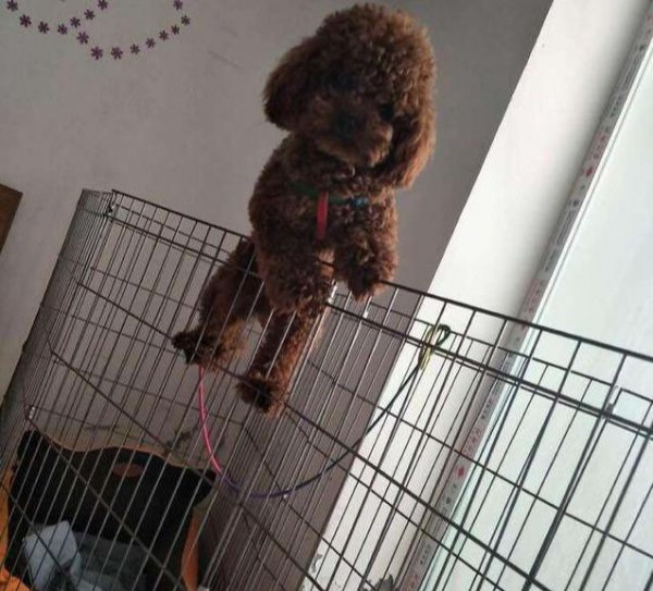 泰迪狗狗怎么训练才能听话