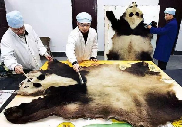 野生大熊猫真实战斗力
