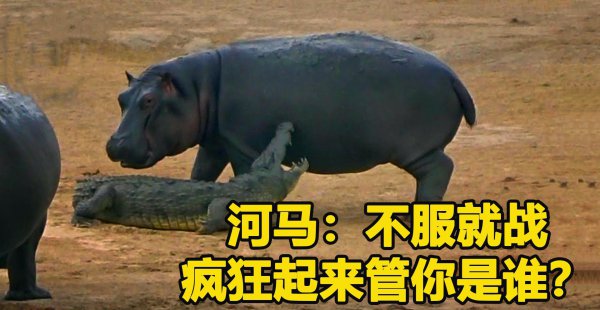 河马怕鳄鱼吗