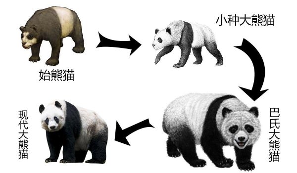 熊猫的信息资料
