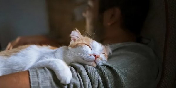 猫咪趴在人身上睡觉代表什么