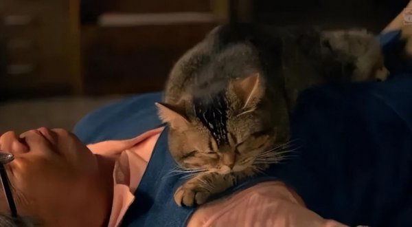 猫咪趴在人身上睡觉代表什么