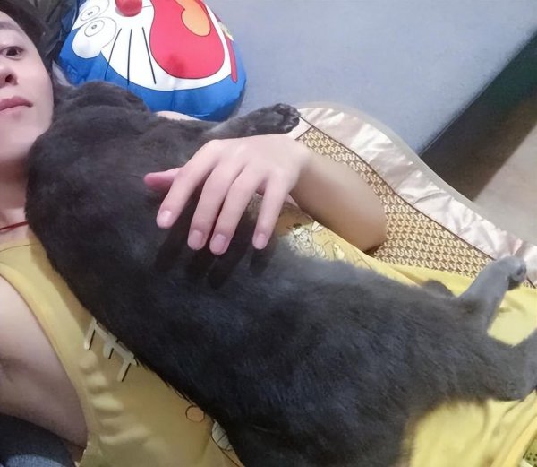 猫咪趴在人身上睡觉代表什么