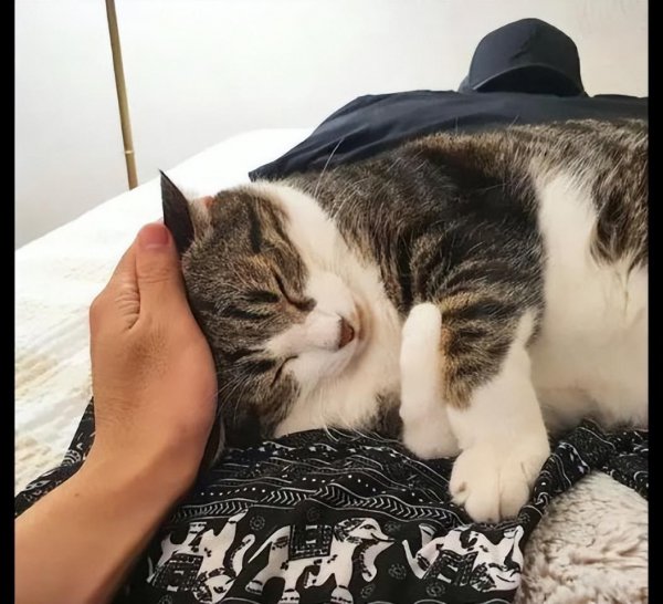 猫咪趴在人身上睡觉代表什么
