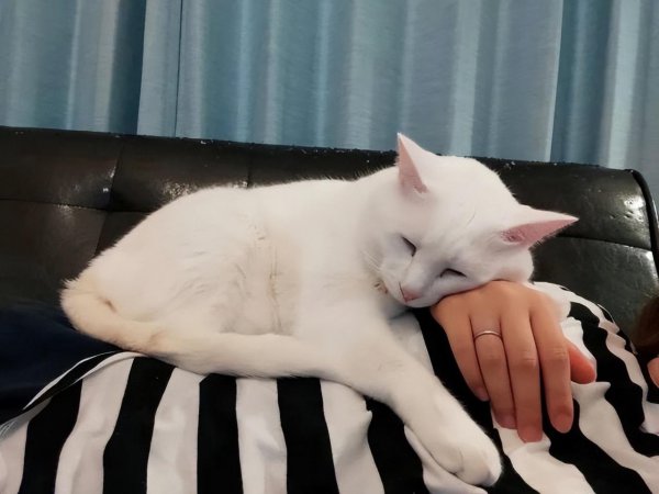 猫咪趴在人身上睡觉代表什么