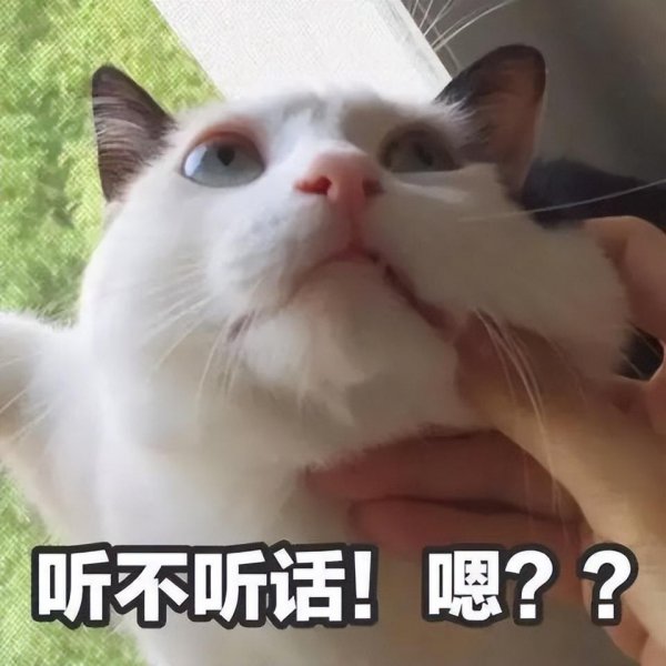 猫咪趴在人身上睡觉代表什么