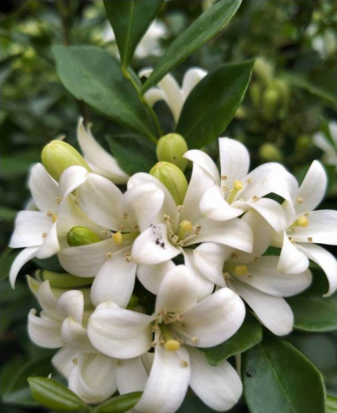 千万不要把百合花放在卧室