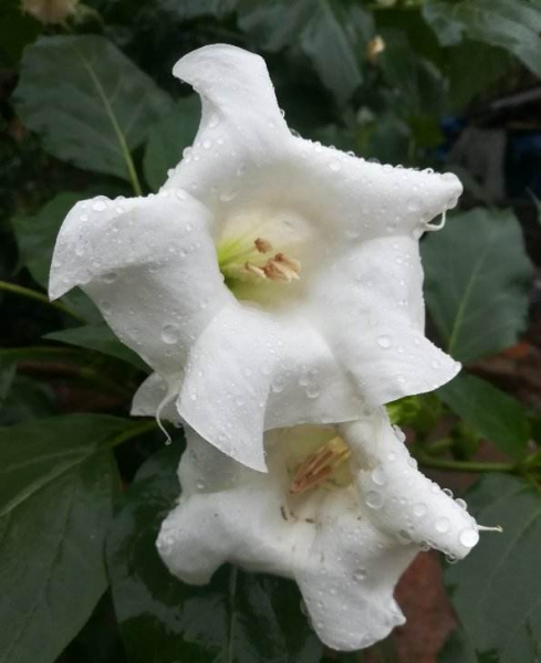 千万不要把百合花放在卧室