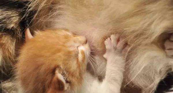 猫踩奶是一种什么表现