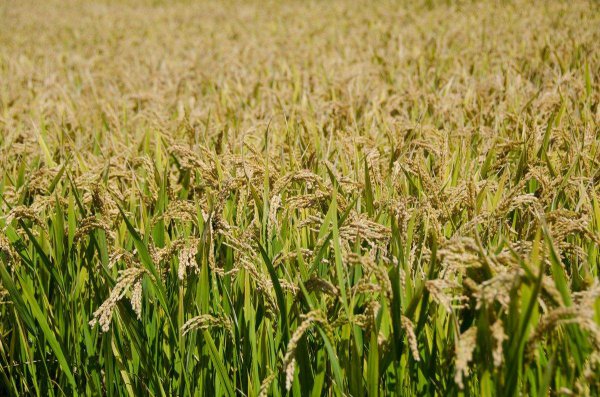 苏湖熟天下足苏湖指的是作物