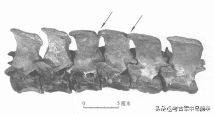 马的由来起源和来历资料