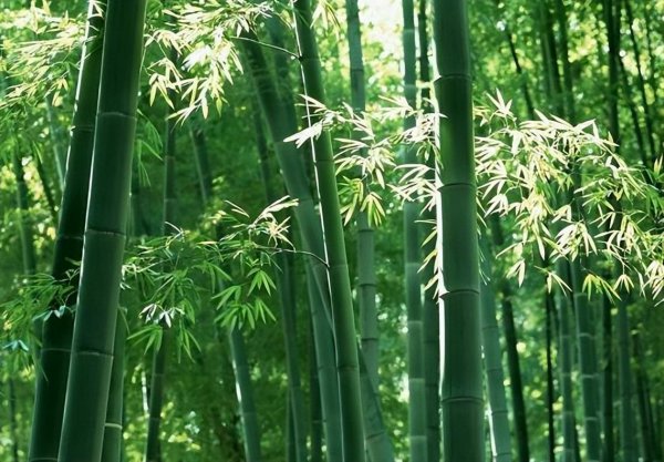 刘禹锡是什么朝代的诗人