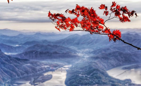 王阳明山中观花原文解读