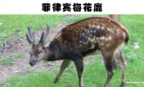 野生动物有哪些动物
