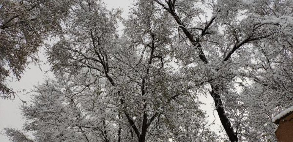 为什么说瑞雪兆丰年
