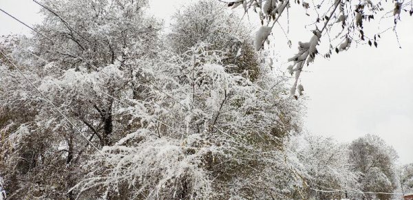为什么说瑞雪兆丰年