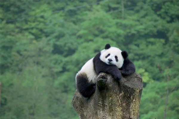 成都十大特色文化详细介绍