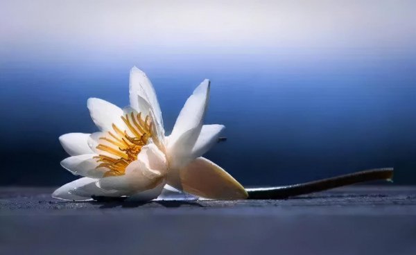 阴阳两隔悲痛的诗句唯美