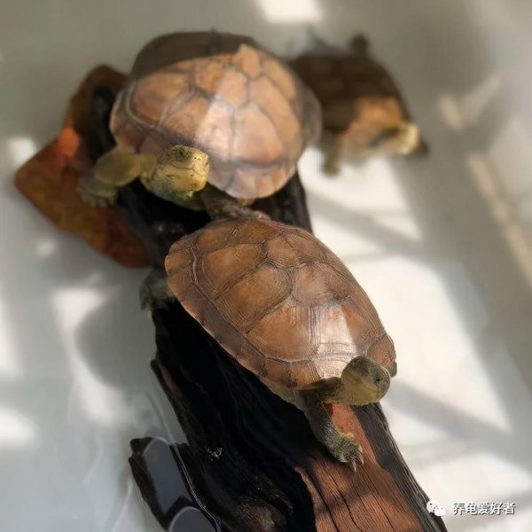 乌龟有感情吗