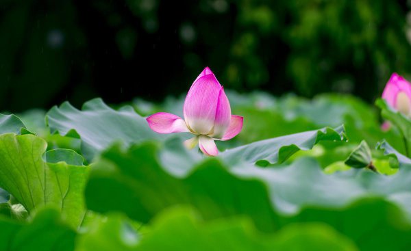 风光不与四时同全诗赏析