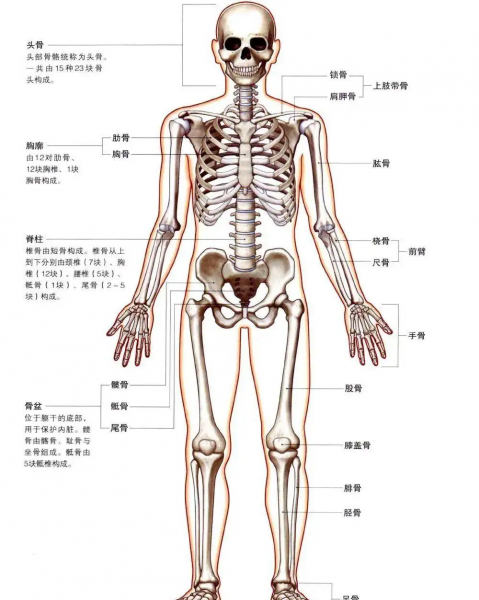 穿琵琶骨就是废人了吗